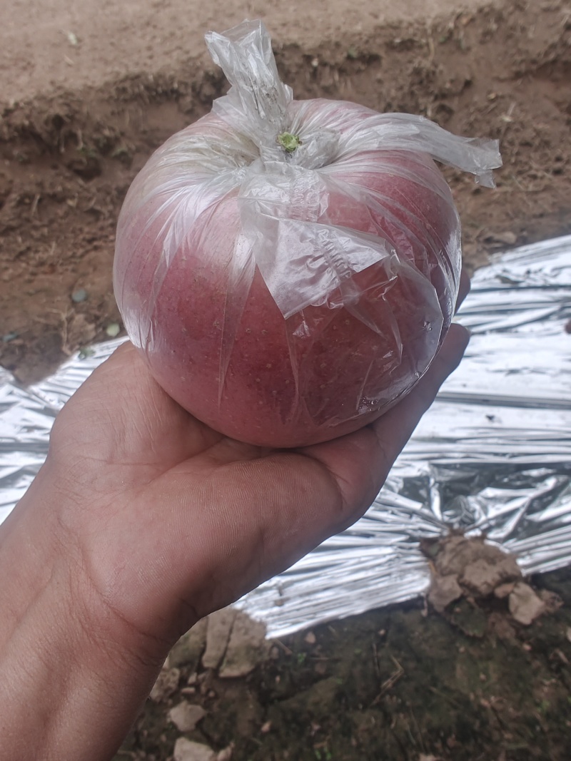 本地红富市苹果，单模，纸加模大批量供应。