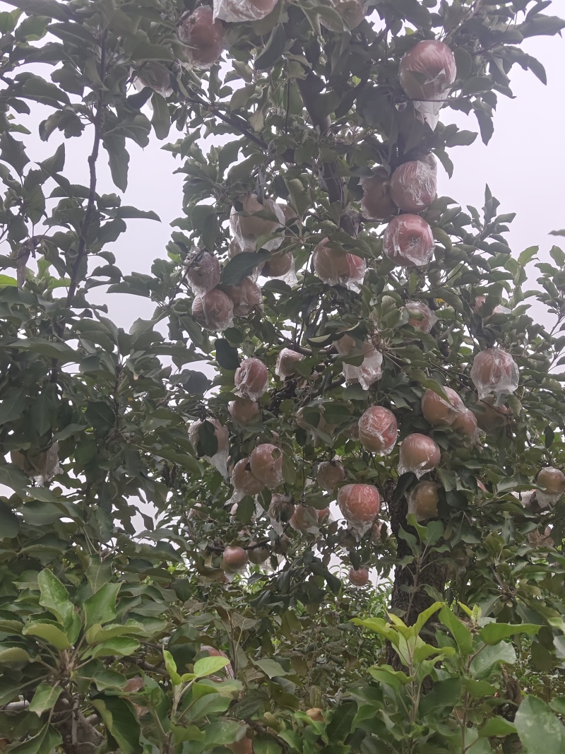 本地红富市苹果，单模，纸加模大批量供应。