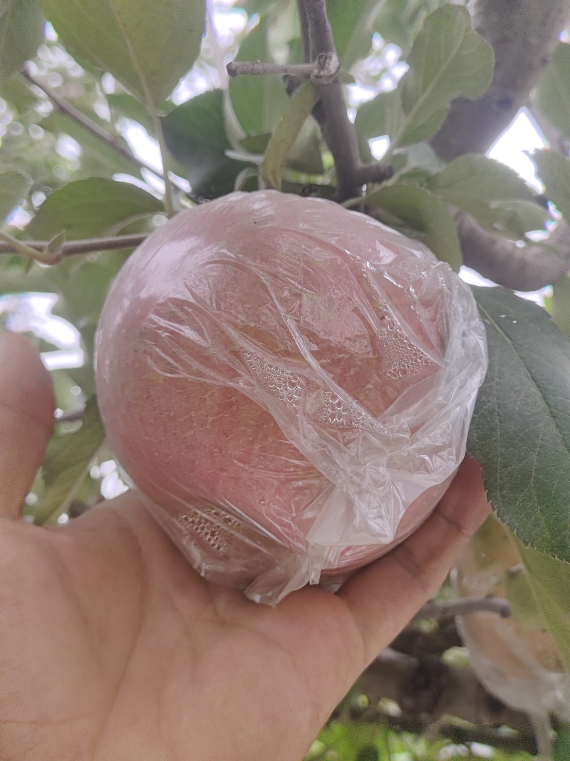 本地红富市苹果，单模，纸加模大批量供应。