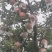 本地红富市苹果，单模，纸加模大批量供应。