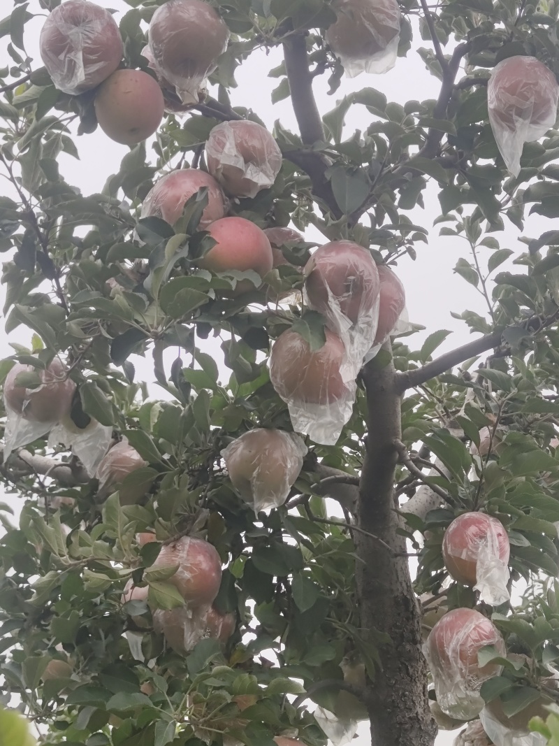 本地红富市苹果，单模，纸加模大批量供应。