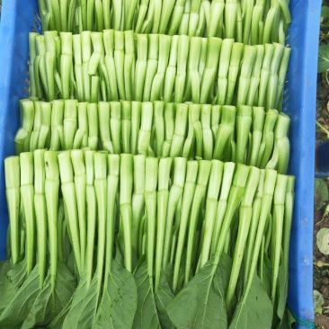 广东菜心，物美价廉，诚信经营，货源充足稳定，欢迎来电