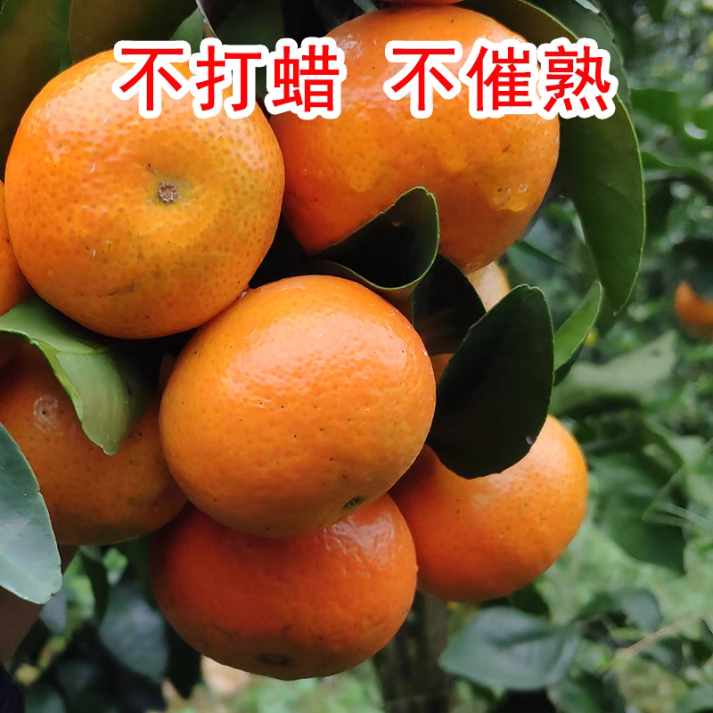 【正宗沙糖桔】广西沙糖桔/自家种植/供应市场电商