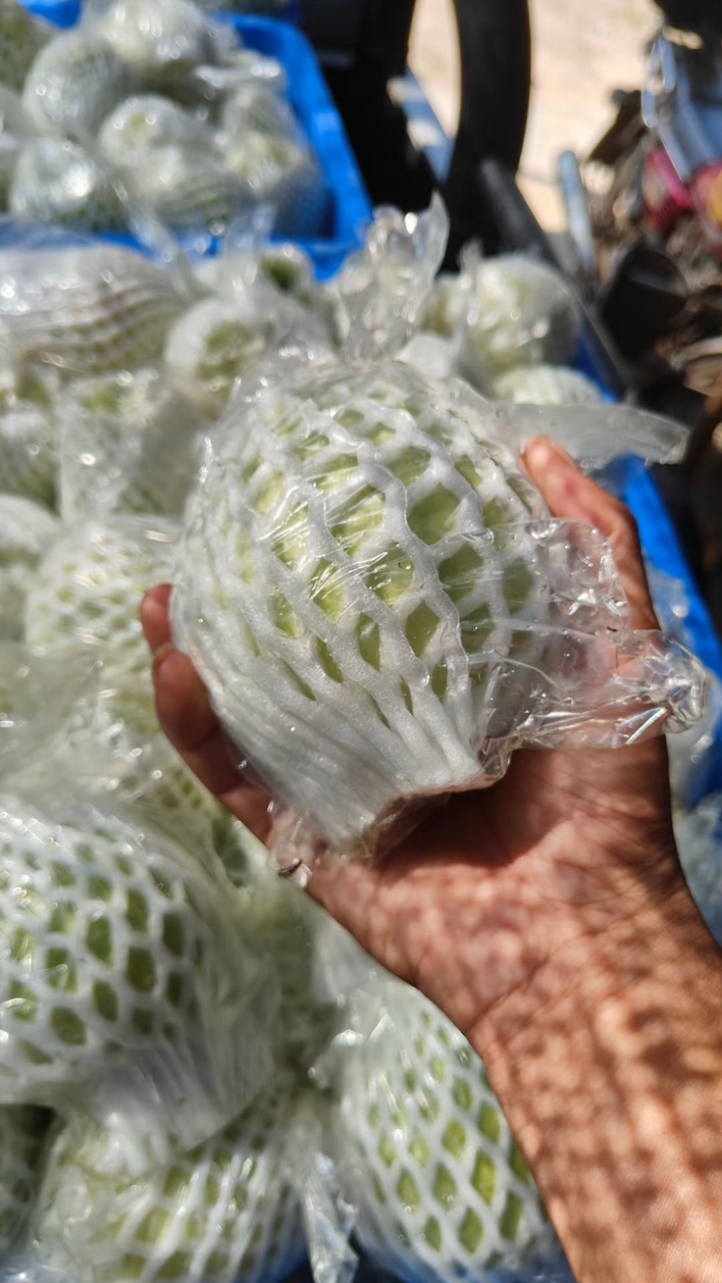 奶油芭乐，送礼优选奶酪芭乐只打精品礼盒可供市场电商商超