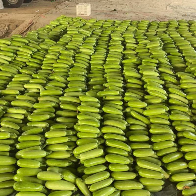 聊城西葫芦大量供应，供应各大商超，量大从优，