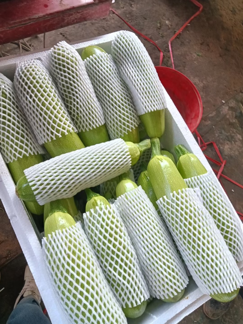 聊城西葫芦大量供应，供应各大商超，量大从优，