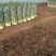 吉林省公主岭怀德香葱基地货源充足，量大从优，诚信经营