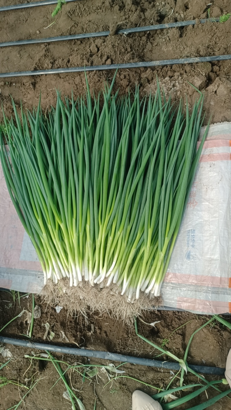吉林省公主岭怀德香葱基地货源充足，量大从优，诚信经营