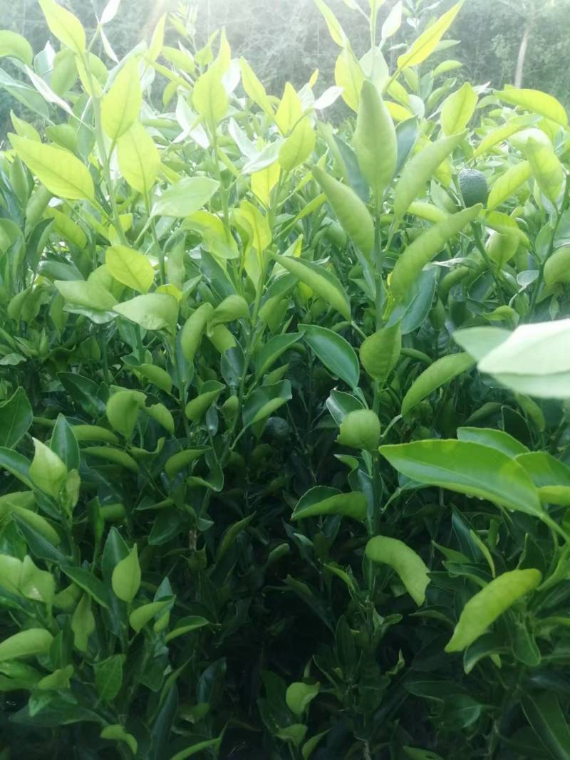 爱媛橙苗
