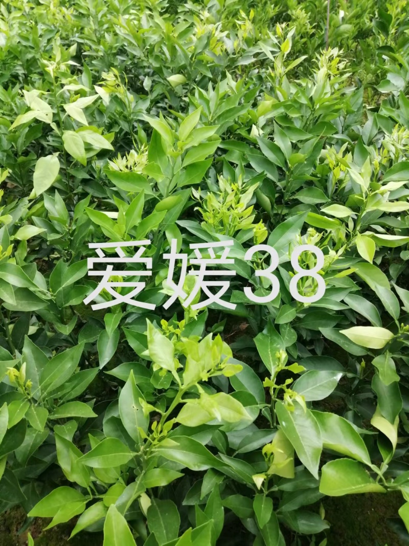 爱媛橙苗