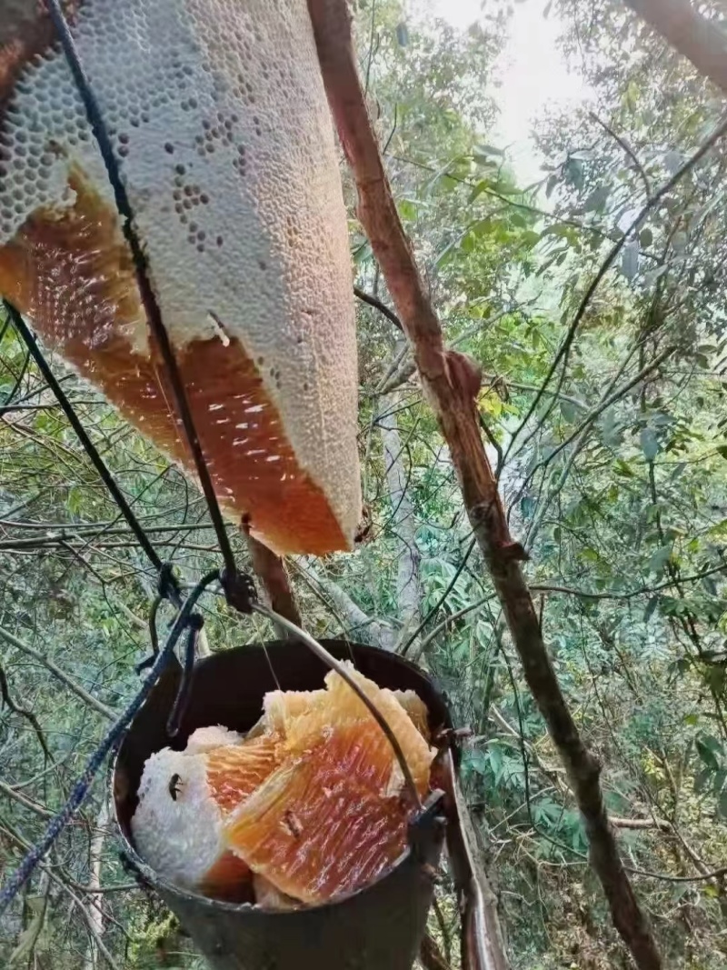 蜂蜜野生蜂蜜