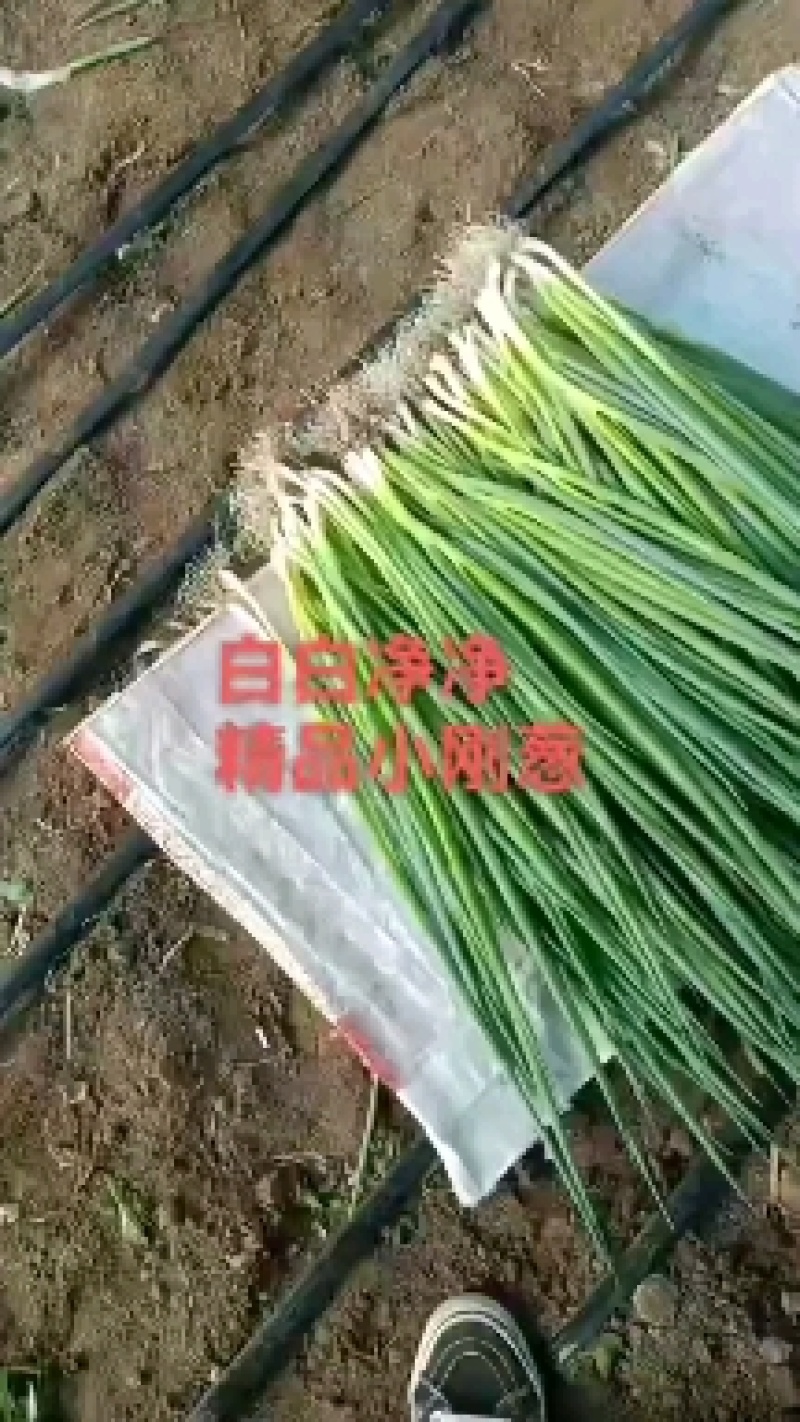吉林基地香葱大量有货，规格不同，价格不同支持视频看货