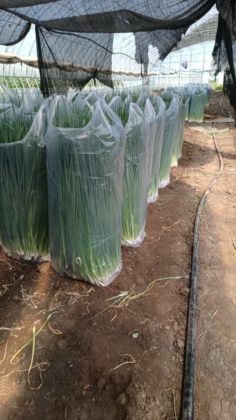 吉林基地香葱大量有货，规格不同，价格不同支持视频看货