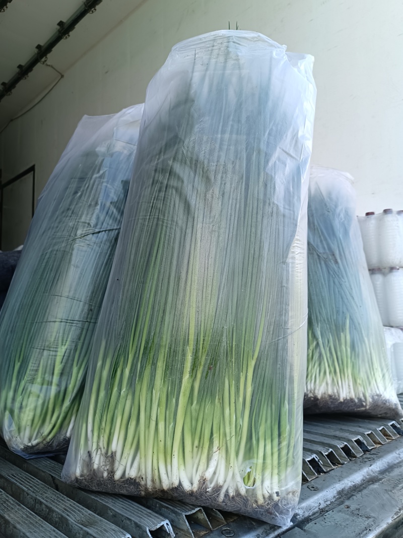 吉林基地香葱大量有货，规格不同，价格不同支持视频看货