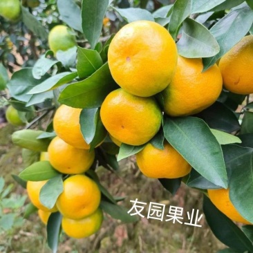 普早蜜橘大量上市