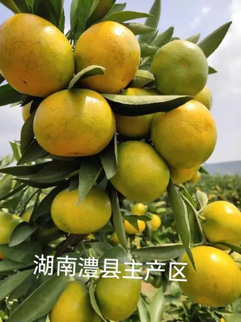普早蜜橘大量上市