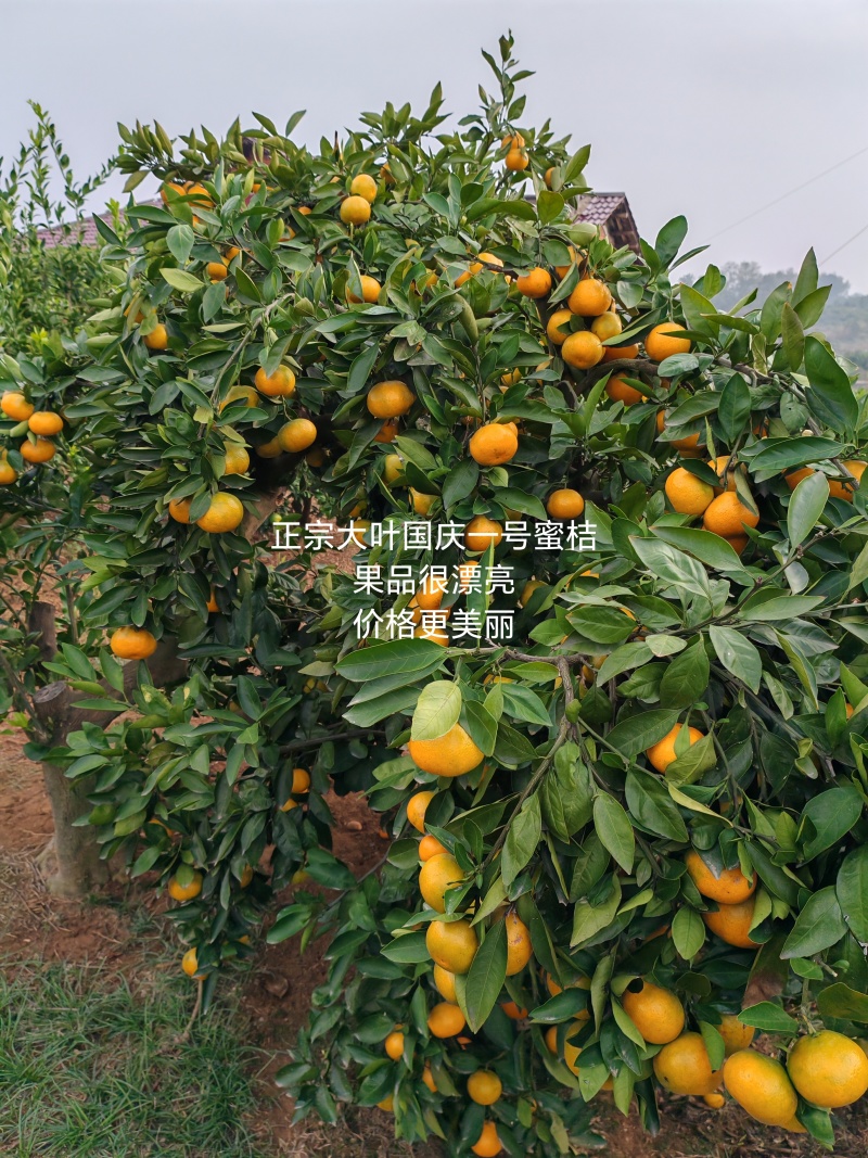 普早蜜橘大量上市