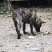 虎斑土猎犬