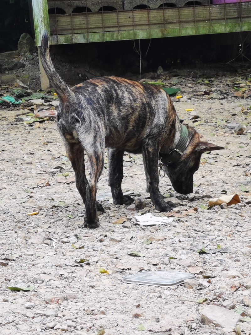 虎斑土猎犬