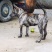 虎斑土猎犬