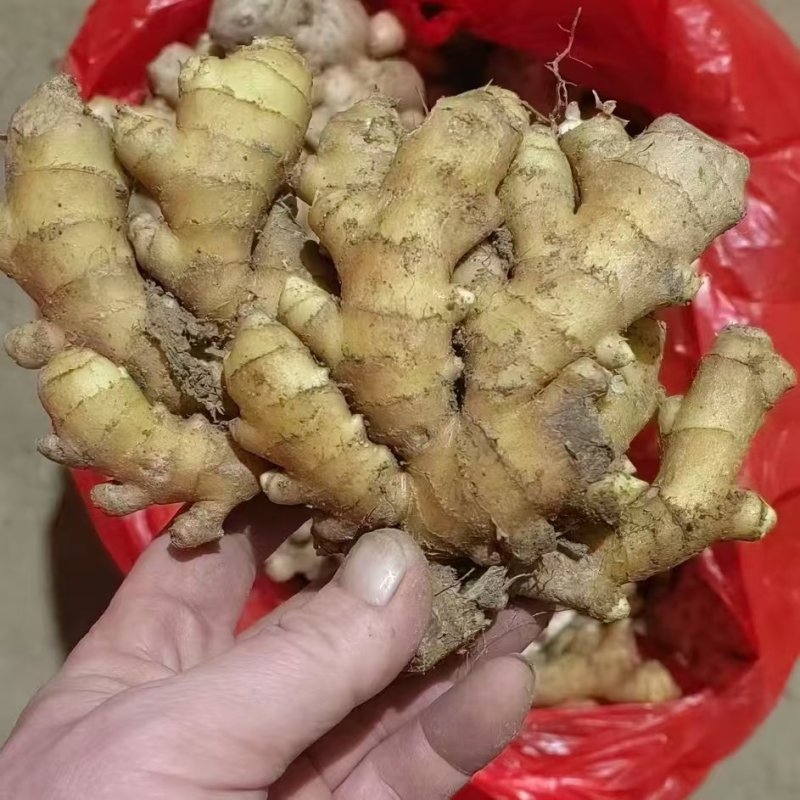 窖藏小黄姜【水洗姜/风干姜/沙土姜】保质保量坏烂包赔