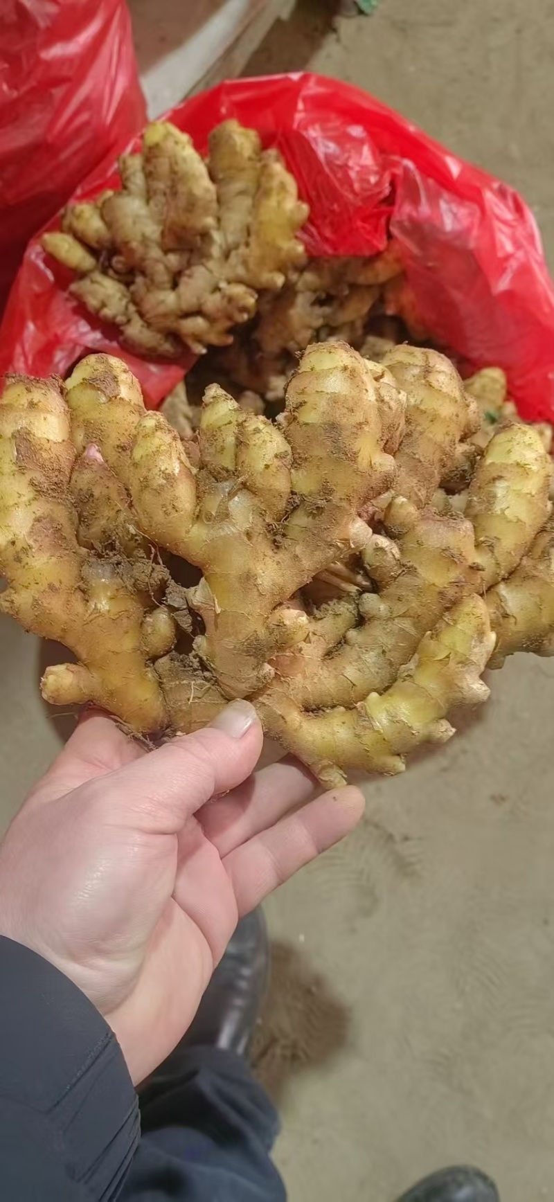 窖藏小黄姜【水洗姜/风干姜/沙土姜】保质保量坏烂包赔