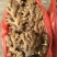 窖藏小黄姜【水洗姜/风干姜/沙土姜】保质保量坏烂包赔