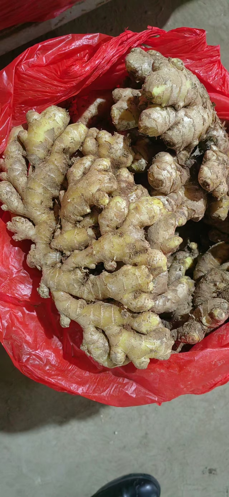 窖藏小黄姜【水洗姜/风干姜/沙土姜】保质保量坏烂包赔
