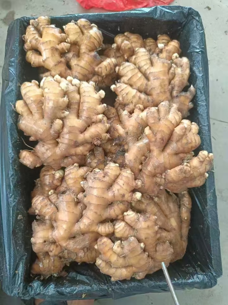 小黄姜【产地直发】一手货源规格齐全，可视频看货代发全国