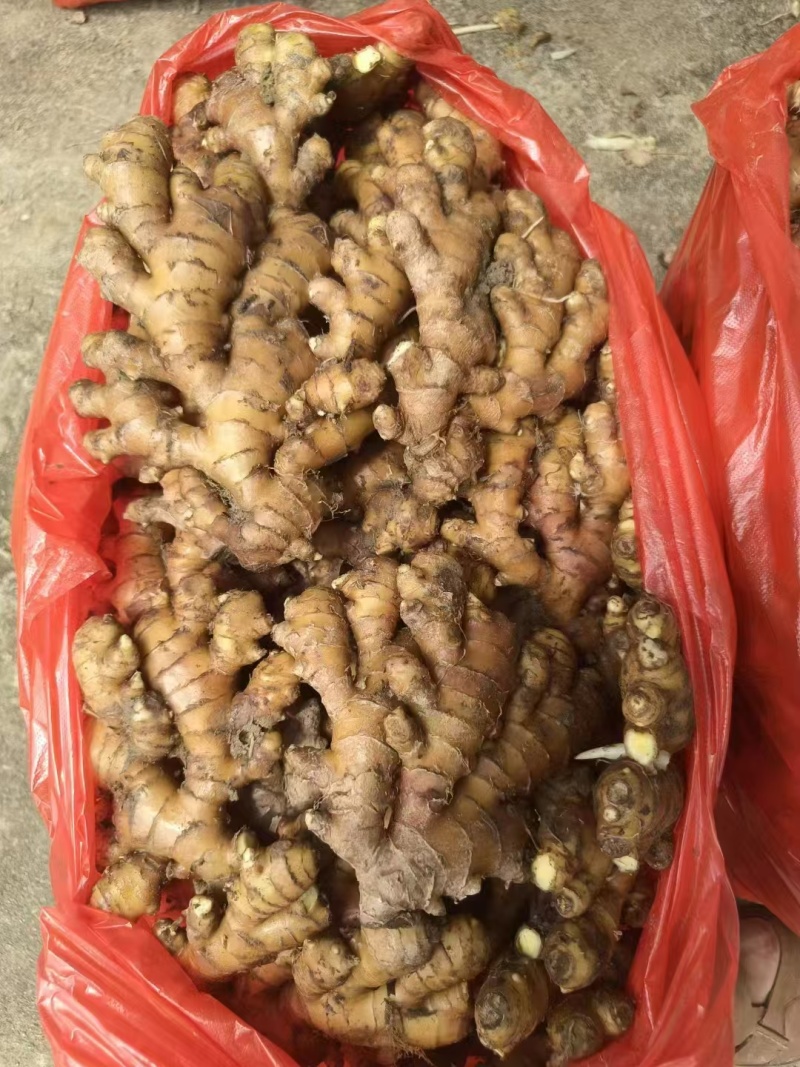 小黄姜【产地直发】一手货源规格齐全，可视频看货代发全国