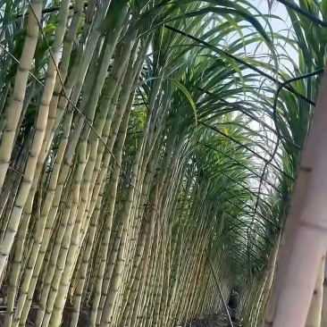 本地黄皮水果甘蔗