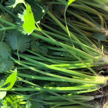 唐山铁杆香菜新鲜上市价格美丽质量好走货快欢迎询价正在热卖