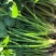 唐山铁杆香菜新鲜上市价格美丽质量好走货快欢迎询价正在热卖
