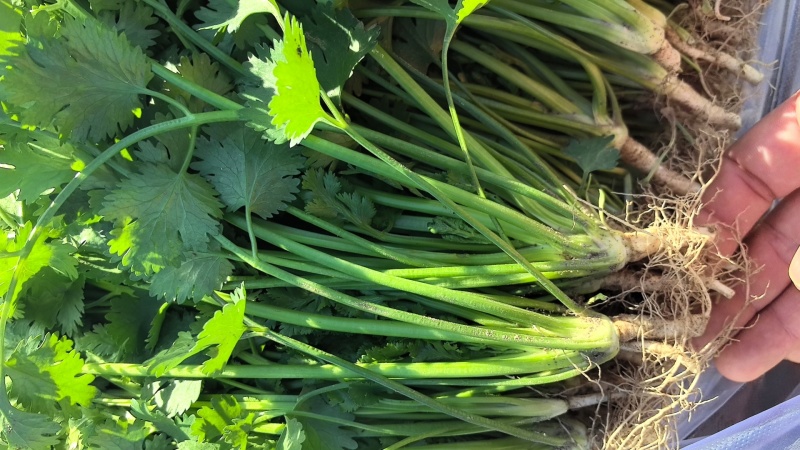 唐山铁杆香菜新鲜上市价格美丽质量好走货快欢迎询价正在热卖