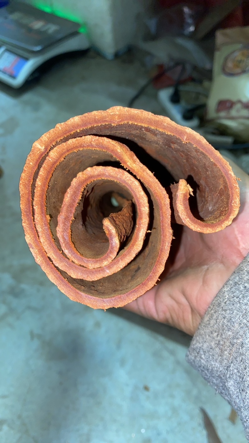 广西高山油桂，药引用，煲汤佳品，天然形成的油层，香味更好