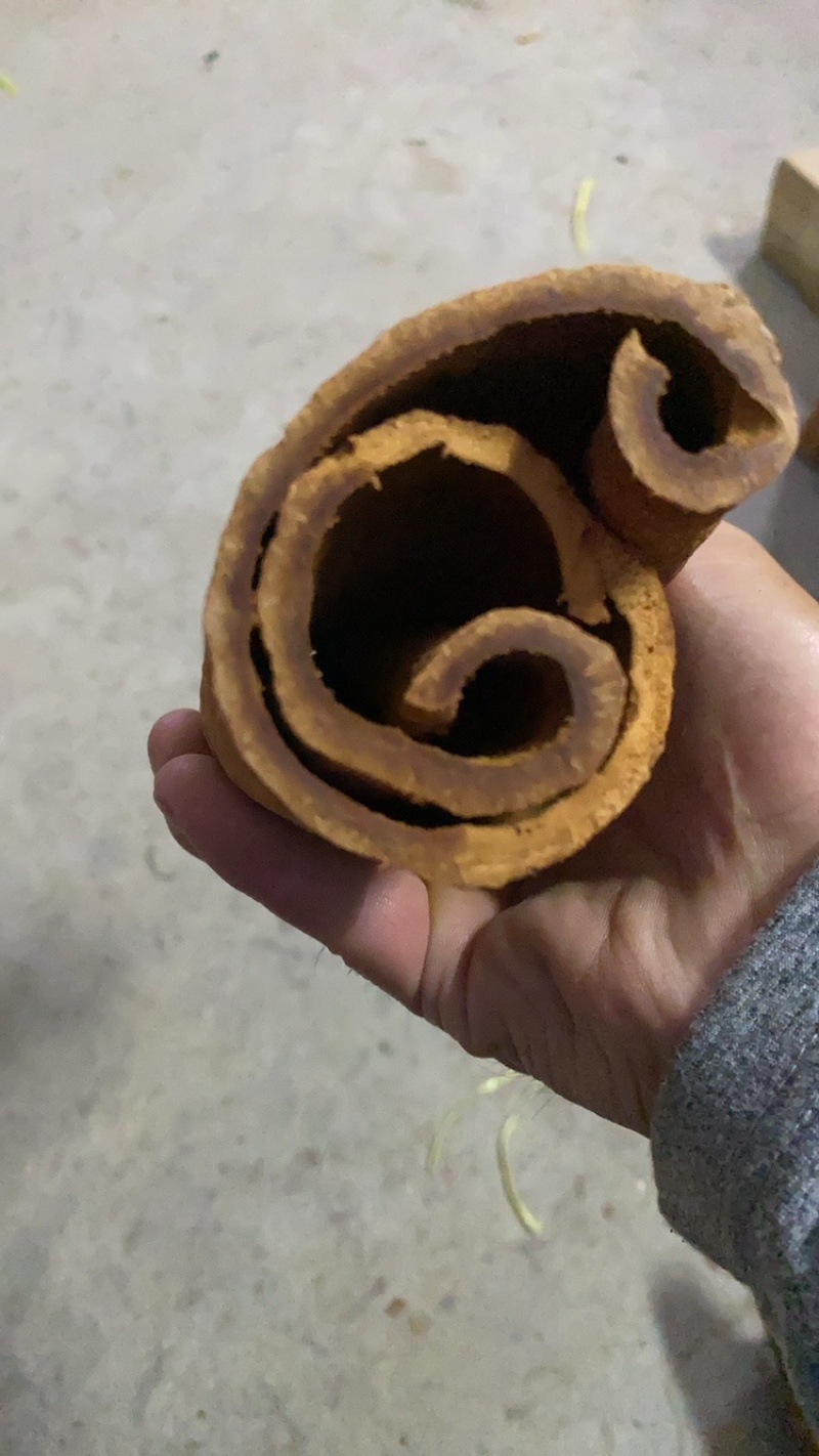 广西高山油桂，药引用，煲汤佳品，天然形成的油层，香味更好