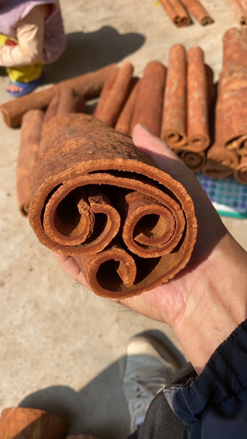 广西高山油桂，药引用，煲汤佳品，天然形成的油层，香味更好
