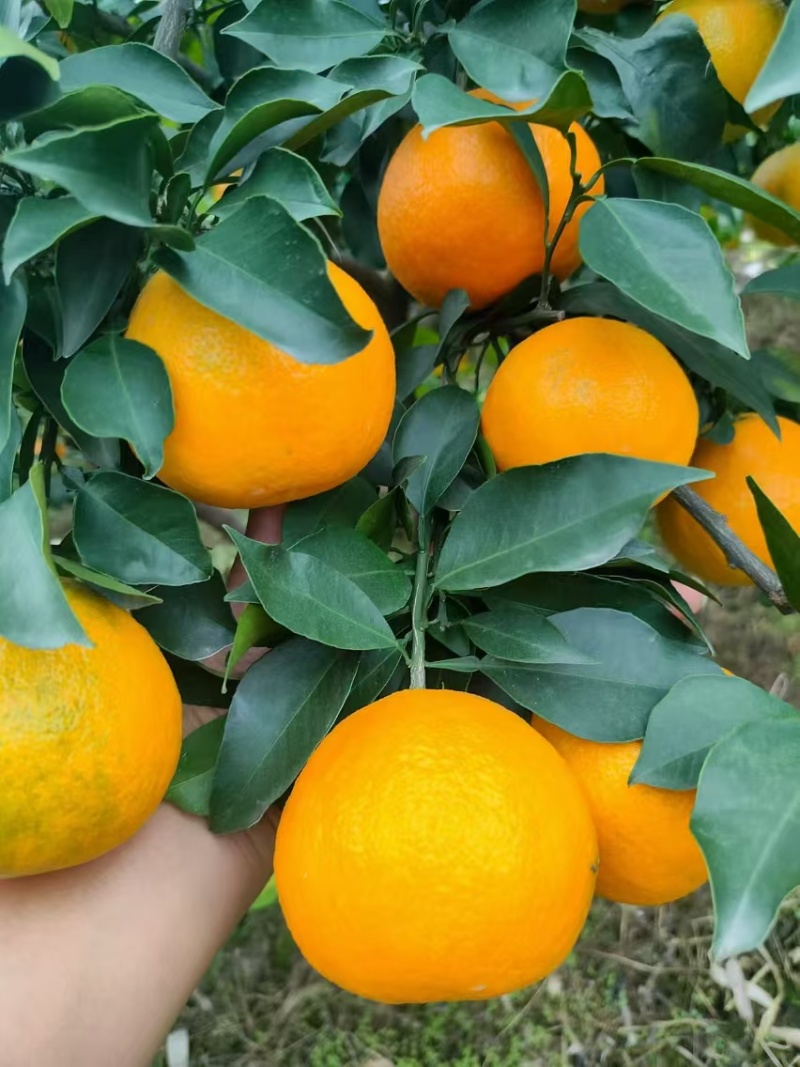 【推荐】四川爱媛橙供应市场商超电商量大价优