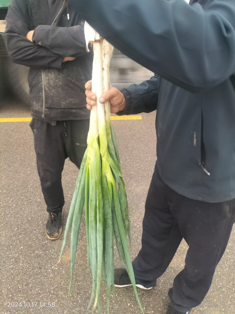40多公分专业代办价格好商量