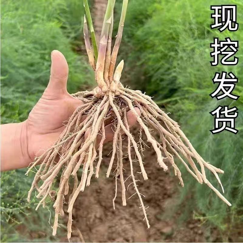 芦笋苗电商苗量大从优种植专用苗各规格优选极速发货