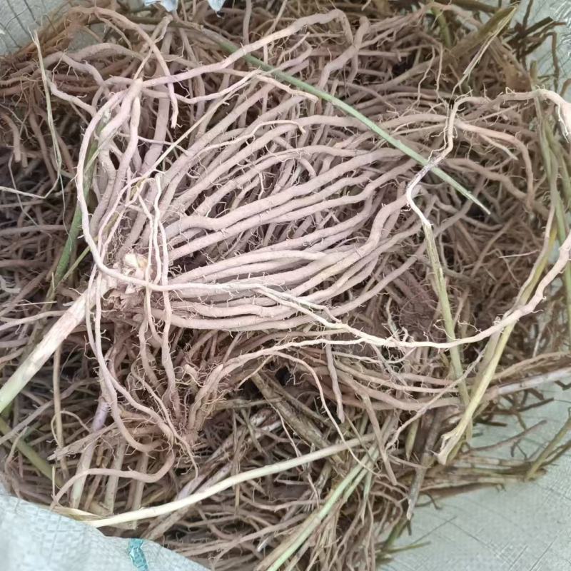 芦笋苗电商苗量大从优种植专用苗各规格优选极速发货