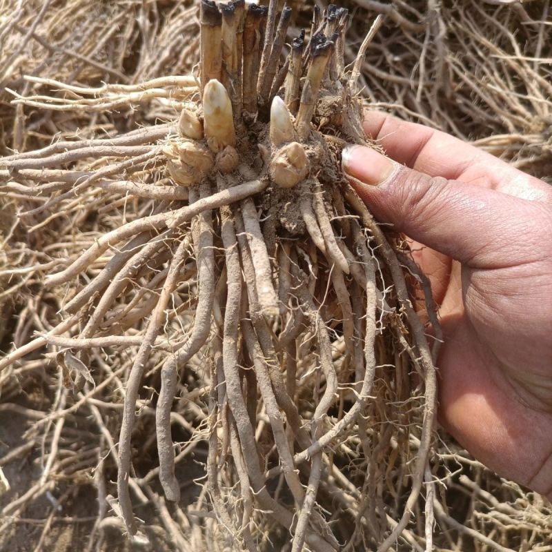 芦笋苗电商苗量大从优种植专用苗各规格优选极速发货