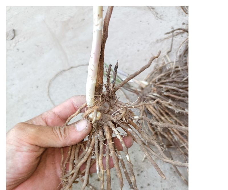 芦笋苗电商苗量大从优种植专用苗各规格优选极速发货