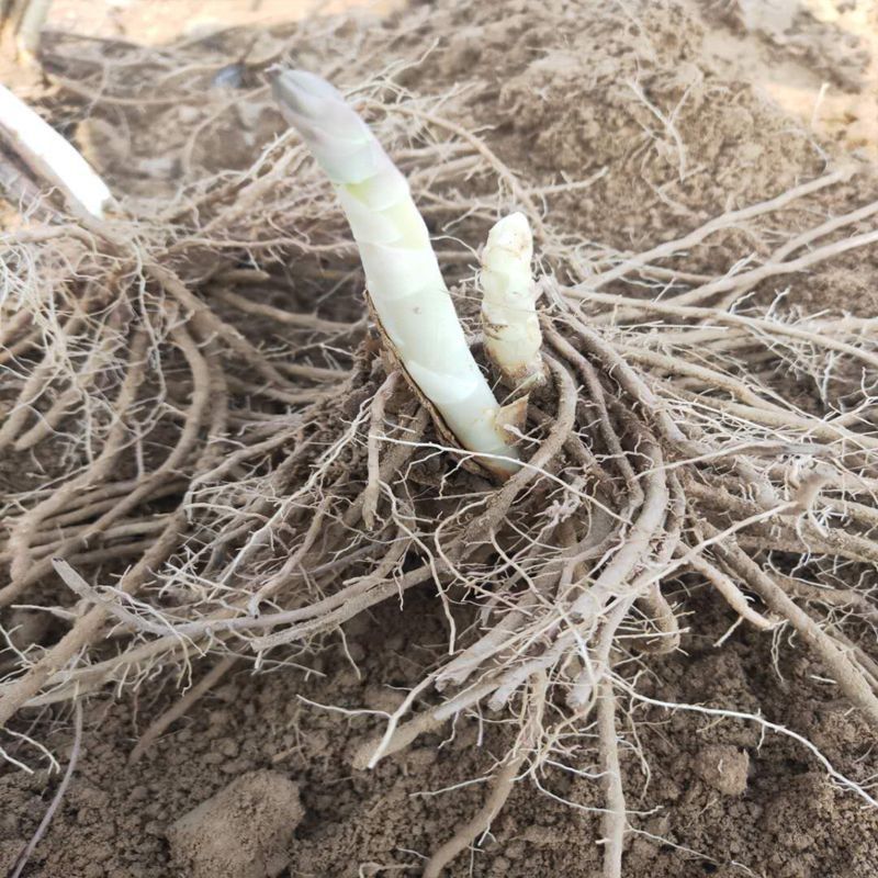 芦笋苗电商苗量大从优种植专用苗各规格优选极速发货