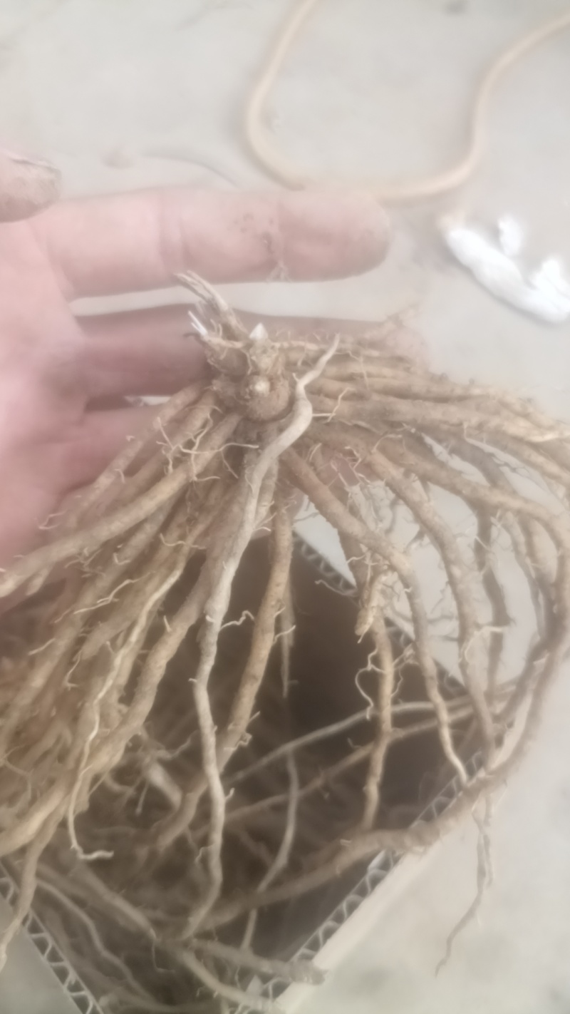 芦笋苗电商苗量大从优种植专用苗各规格优选极速发货