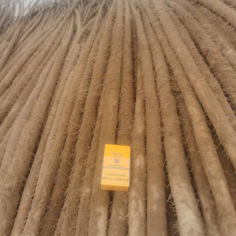内黄优质双棒，麻山药大量上市了，质量好，价格低，欢迎选购