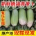 【水果萝卜】陕西萝卜/青萝卜/自家种植/供应市场电商