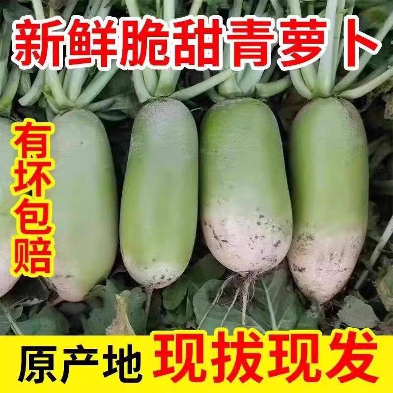 【水果萝卜】陕西萝卜/青萝卜/自家种植/供应市场电商