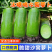 【水果萝卜】陕西萝卜/青萝卜/自家种植/供应市场电商