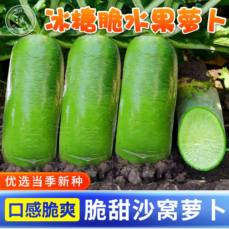 【水果萝卜】陕西萝卜/青萝卜/自家种植/供应市场电商